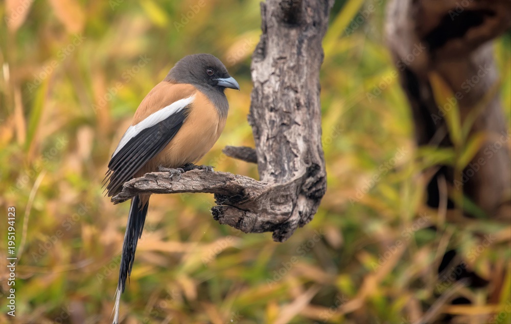 Fototapeta premium Rufous treepie perched on a branch in Bharatpur