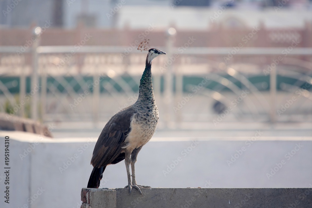 Fototapeta premium Peafowl on rooftop at Bharatpur