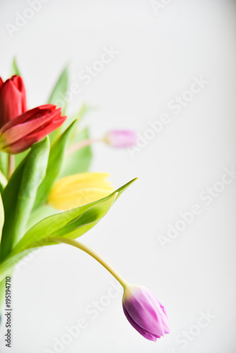 Fototapeta Naklejka Na Ścianę i Meble -  Tulip. bouquet of multicolored tulips on a light background