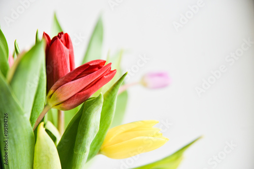 Tulip. bouquet of multicolored tulips on a light background