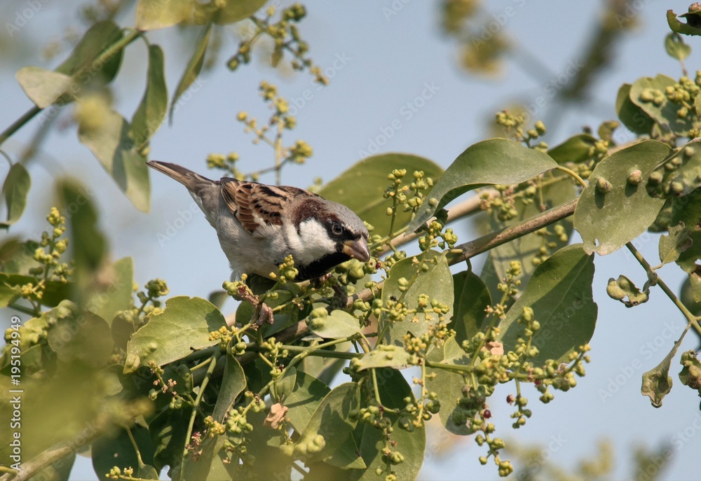 Fototapeta premium Sparrow in the wild at Bharatpur