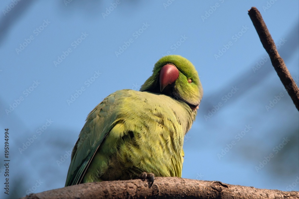 Fototapeta premium Rose-ringed Parakeet at Bharatpur