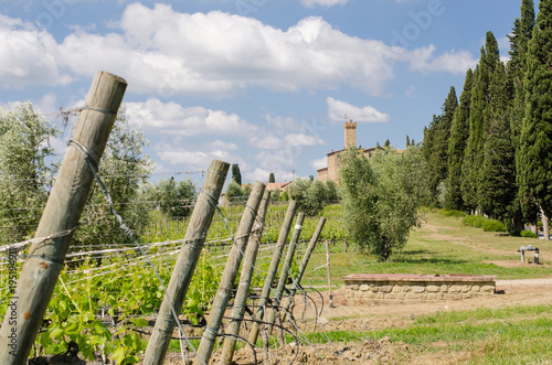 vigneti di montalcino