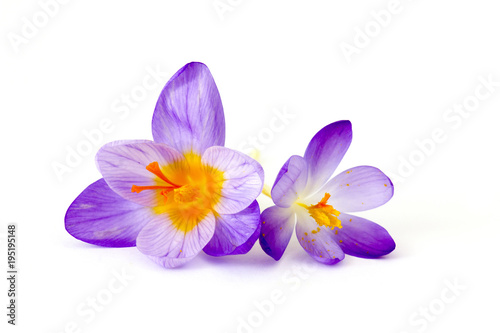 crocus - one of the first spring flowers