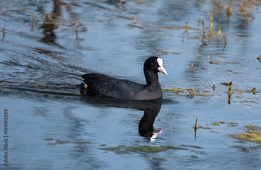 Fototapeta premium Common Coot