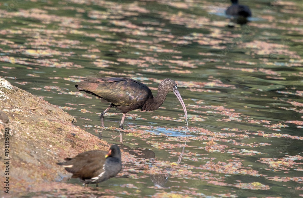 Fototapeta premium Glossy Ibis