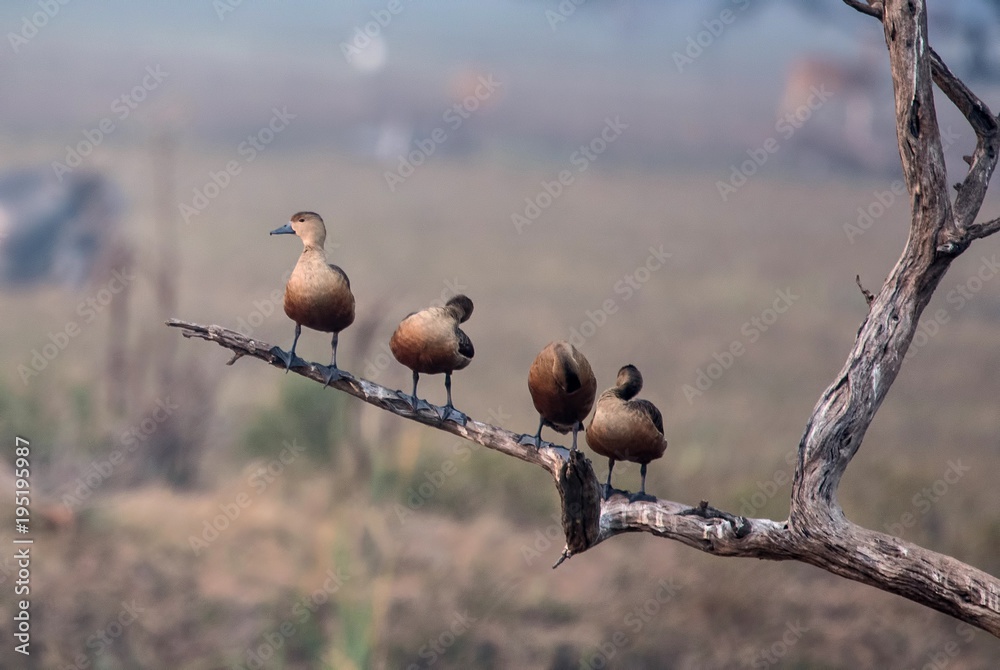 Fototapeta premium Lesser whistling ducks perched on a dead tree branch at Bharatpur