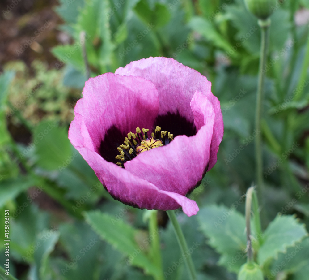poppy flower details violet poppy flower details violet