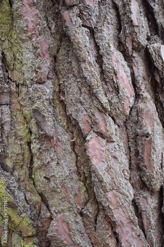 Closeup of a brown tree bark