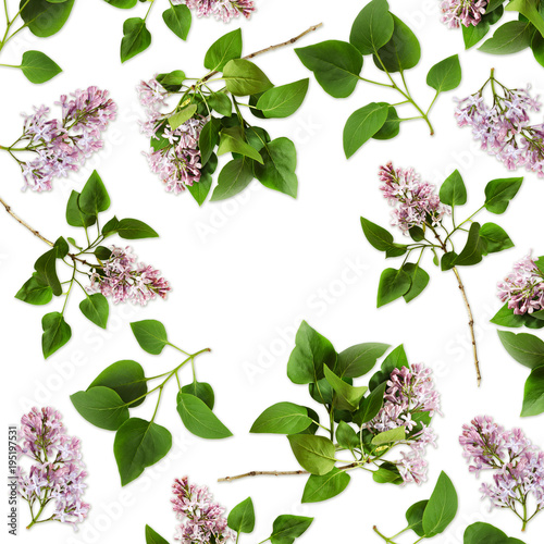 Lilac flowers and leaves