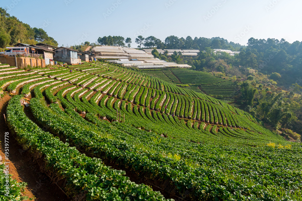 Strawberry field at Doi Angkhang mountain in Chiang Mai, Thailand.