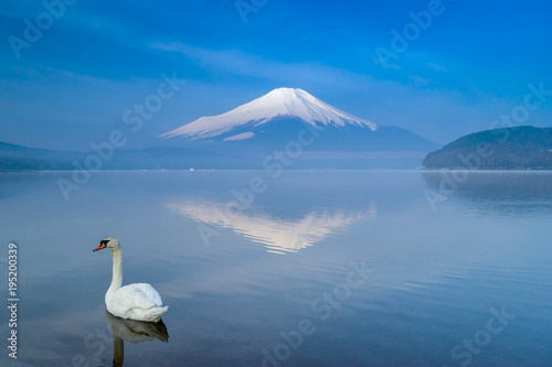 A white swan swimming in Yamanaka lake with Fuji mountain in background   Japan