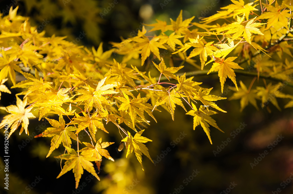 autumn yellow maple leaves with blurred background at morning in autumn season from Kyoto, Japan, soft focus autumn yellow maple leaves with blurred background at morning in autumn season from Kyoto, Japan, soft focus