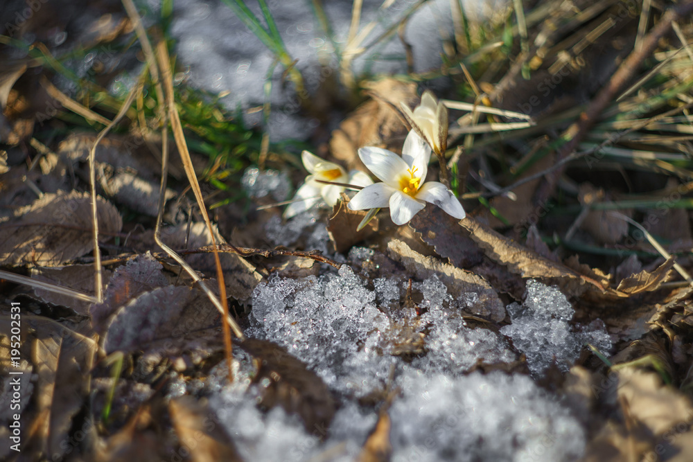 Snowdrops. Spring. Flowers Snowdrops. Spring. Flowers