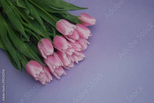 Pink Tulips bouquet, over Purple Background with copy space. Top view. flat Lay. Spring time.
