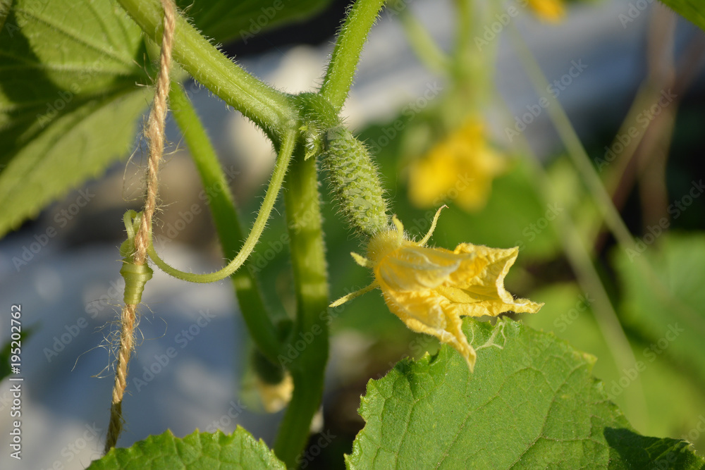 A small cucumber with a yellow flower. The first crop in the garden. A small cucumber with a yellow flower. The first crop in the garden.
