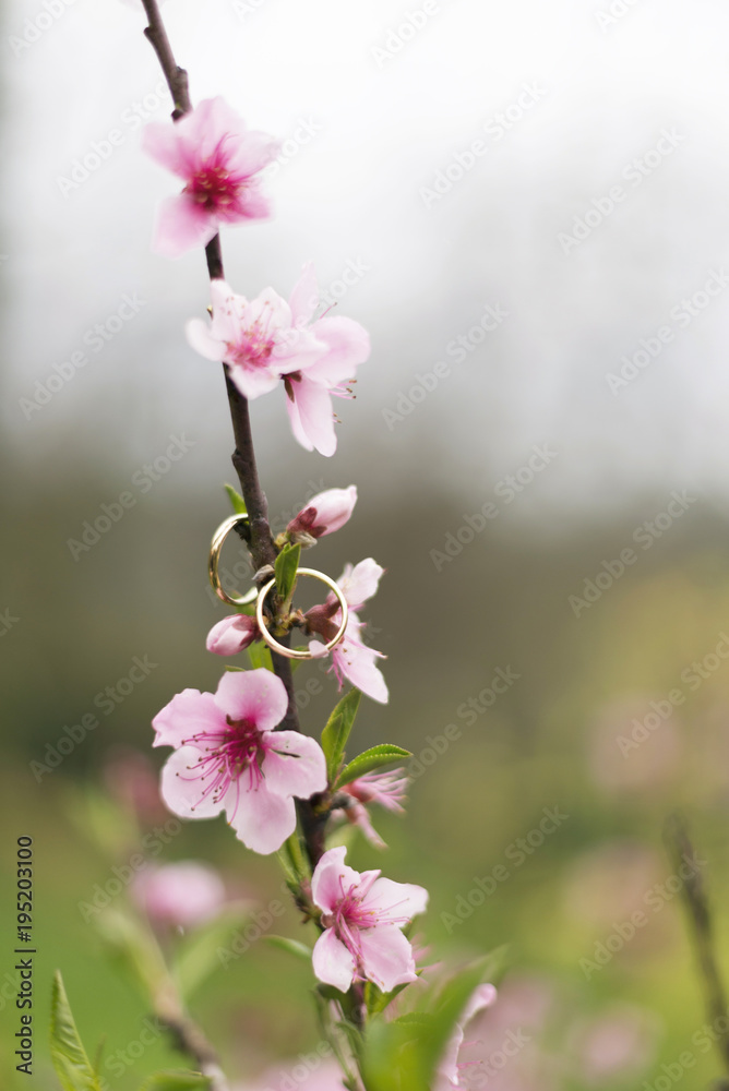 Obraz premium Wedding rings and almond tree flowers