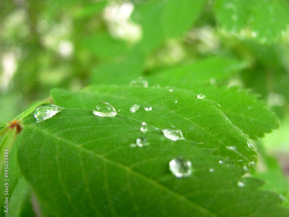 green leaf with drops of rain in spring