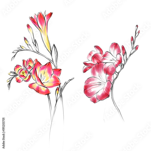 Hand drawn watercolor flowers. Floral illustration isolated on the white background