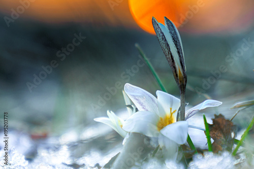 Snowdrops. Spring. Sunset.