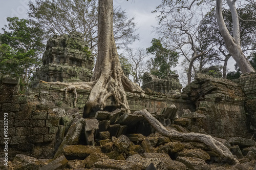 Des arbres qui ont poussés sur un temple en ruine à Angkor wat au Cambodge 