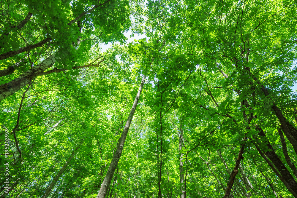 Fototapeta premium Eco Fresh zielony obraz Hokkaido rodzimy las