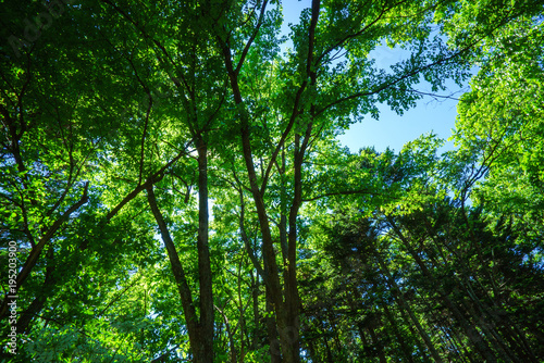 エコ　新緑のイメージ　北海道の原生林 © maskin