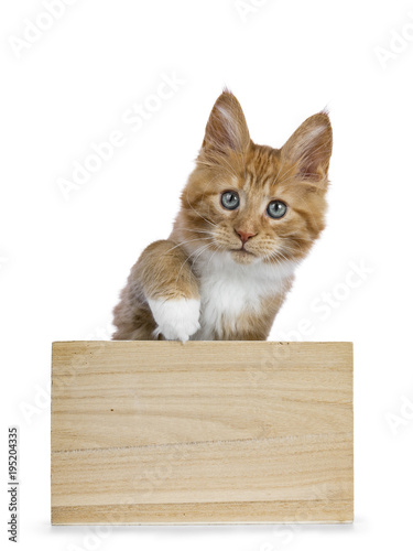 Curious red white maine coon kitten sitting in wooden box looking at camera with one paw lifted in air isolated on white blackground