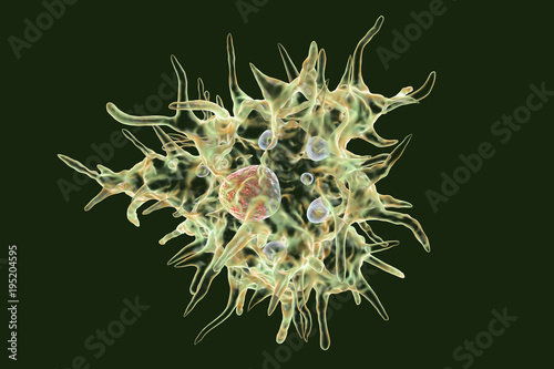 Obraz na plátně Acanthamoeba castellanii amoeba, 3D illustration