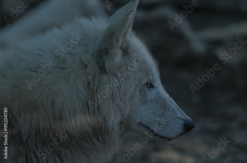 Close up of white/ wolf. photo