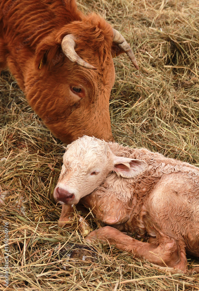 brown cattle cow licking dry new born calf brown cattle cow licking dry new born calf