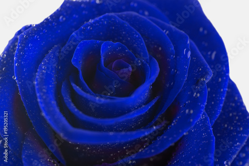 Fototapeta Naklejka Na Ścianę i Meble -  flower of blue rose on white background