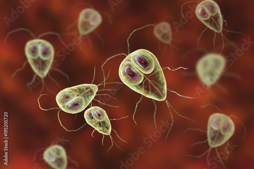 Giardia lamblia protozoan, the causative agent of giardiasis, 3D illustration photo