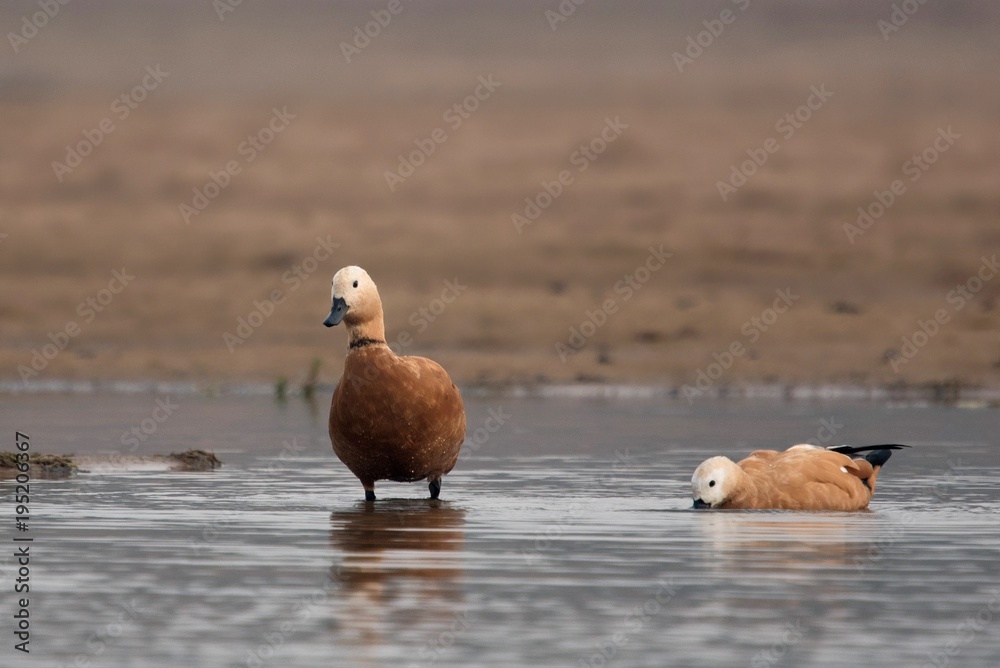 Fototapeta premium Ruddy Shelducks on the banks of Chambal river