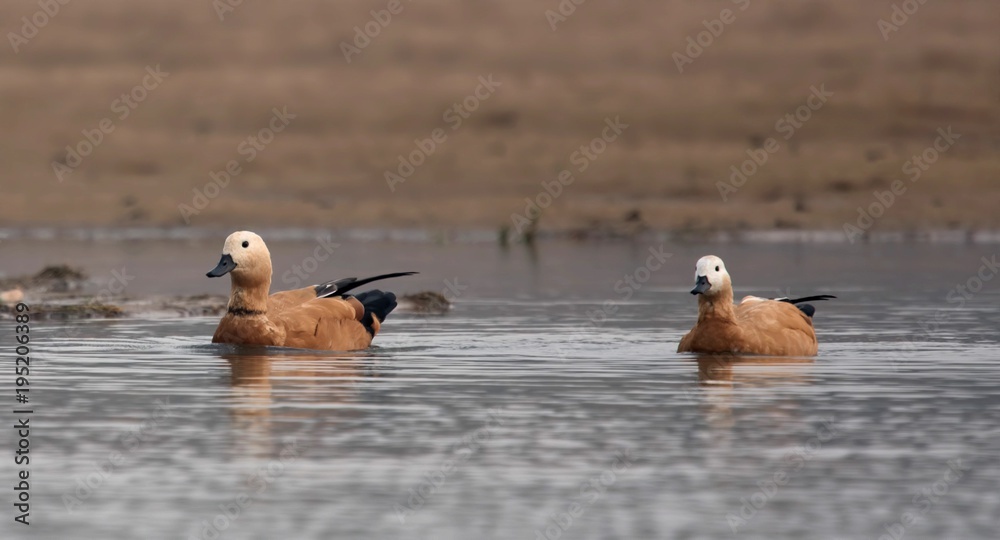 Fototapeta premium Ruddy Shelducks on the banks of Chambal river