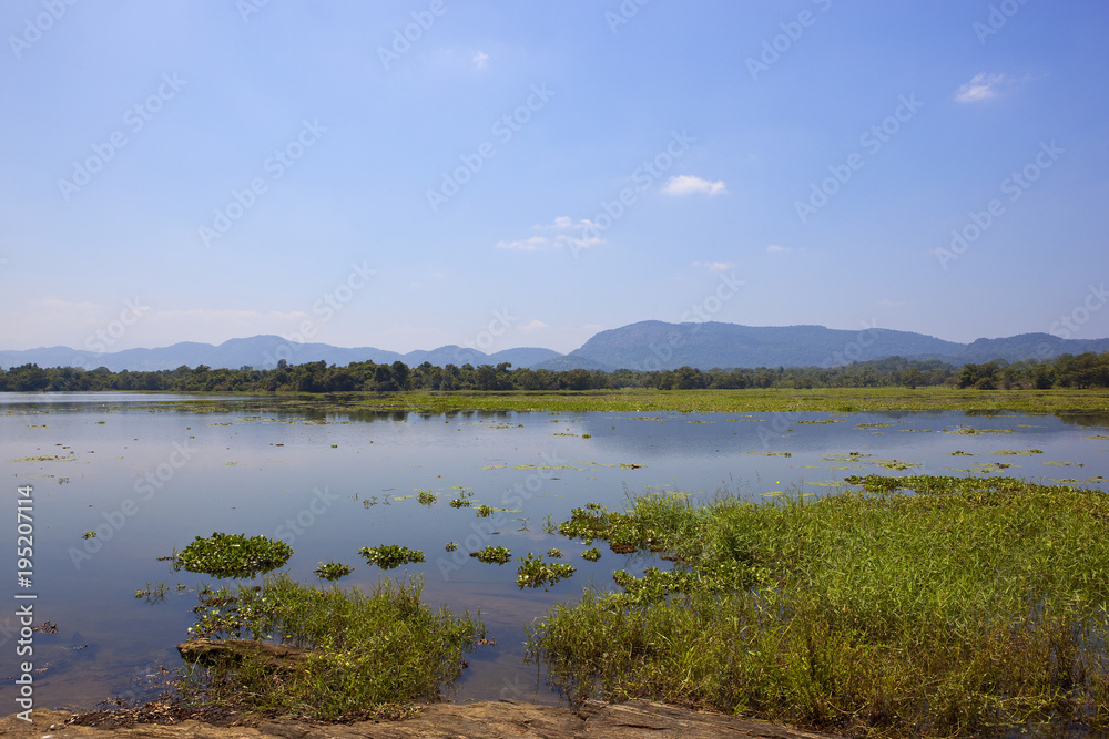 sri lankan lake at wasgamuwa national park