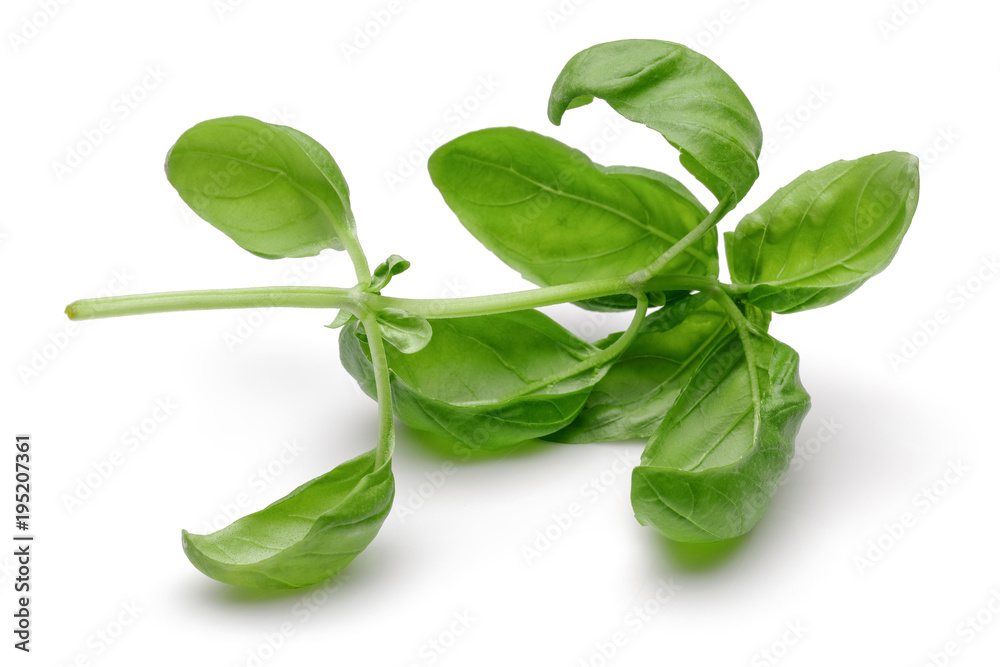 Obraz premium Basil