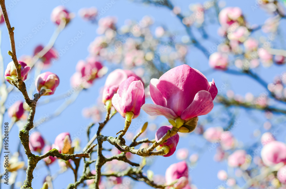 Obraz premium Close-up beautiful pink magnolia flowers in the spring season. Blooming purple magnolia tulip on tree branch under clear blue sky. Springtime blossom background.