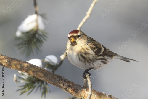 Common redpoll