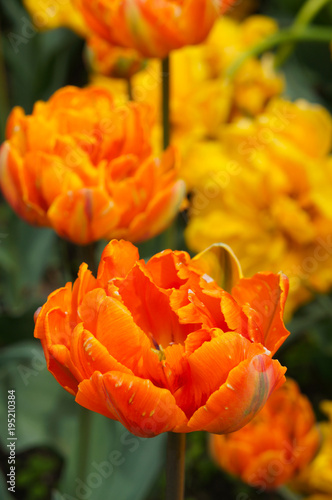 Fototapeta Naklejka Na Ścianę i Meble -  Orange tulip flowers or tulipa double late orange princess with green