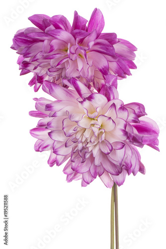Fototapeta Naklejka Na Ścianę i Meble -  dahlia flower isolated