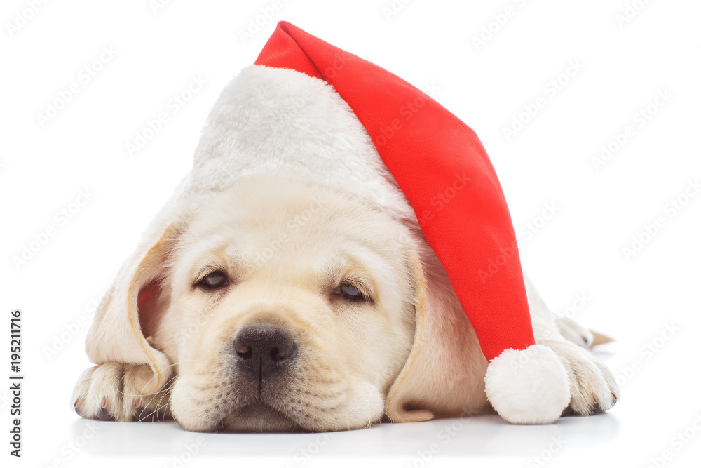 Labrador puppy in santa hat - obrazy, fototapety, plakaty 