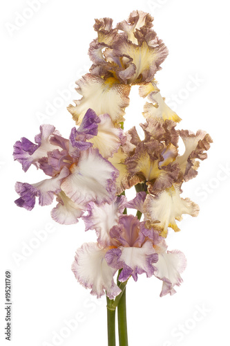 Fototapeta Naklejka Na Ścianę i Meble -  iris flower isolated