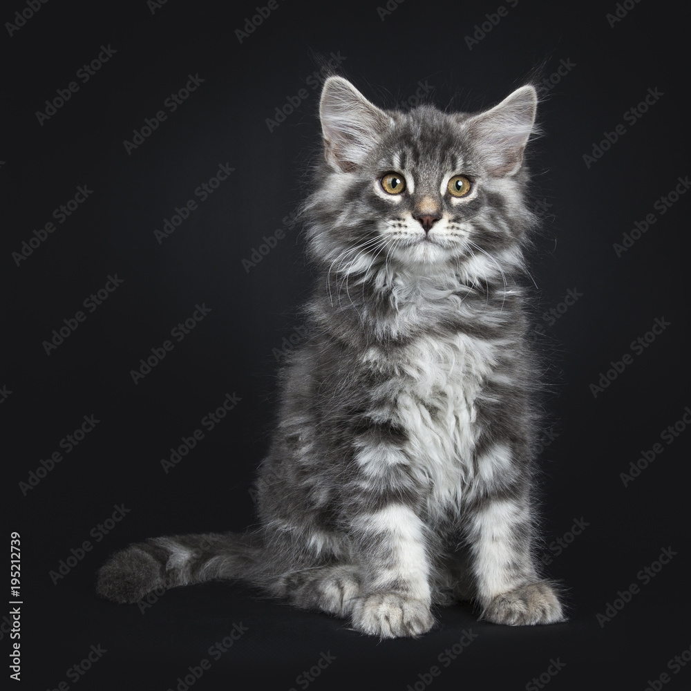 Cute blue tabby Maine Coon cat / kitten sitting facing camera isolated on black background looking in lens