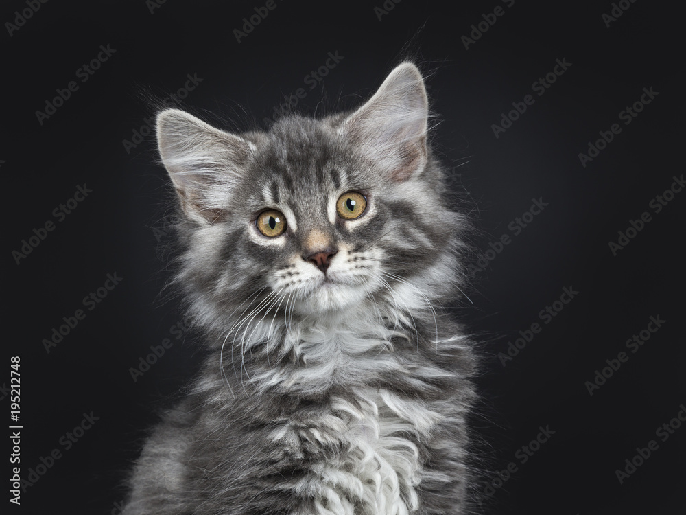 Head shot of cute blue tabby Maine Coon cat / kitten sitting facing camera isolated on black background looking in lens