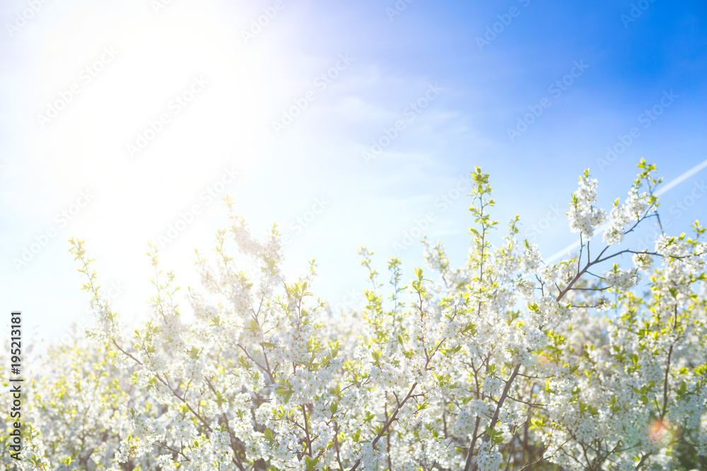 White oriental cherry in spring over clear blue sky White oriental cherry in spring over clear blue sky