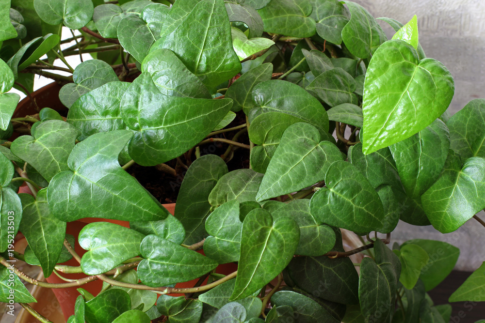 Obraz premium Leaves close-up. Background of plants