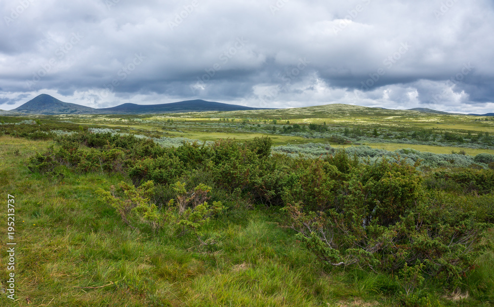 Vegetation of the tundra in the mountains of Norway