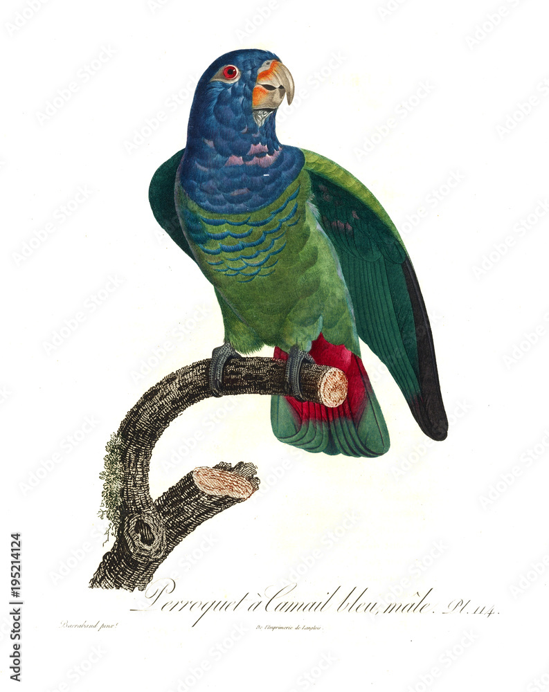 Fototapeta premium Illustration of a parrot.