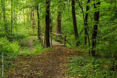 Wooden bridge in the woods